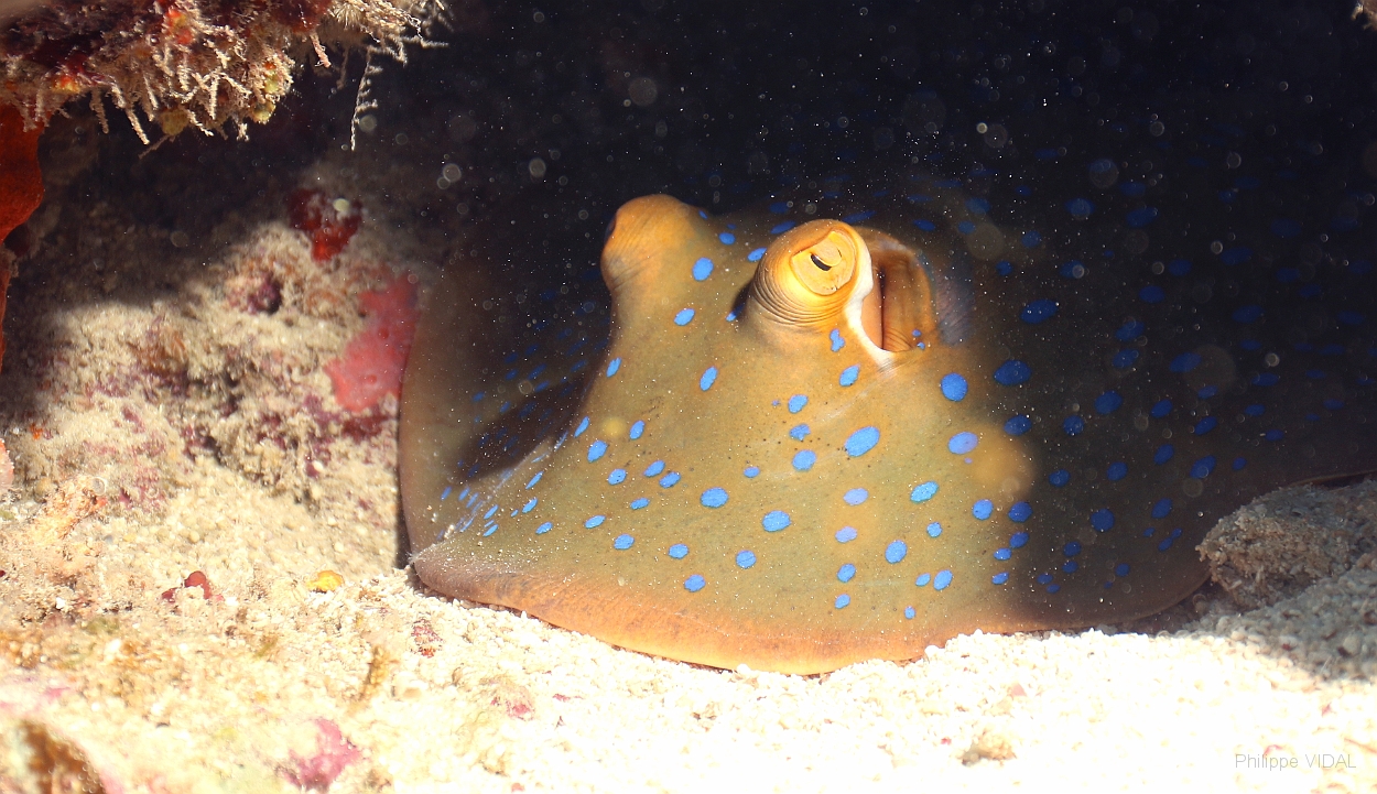 Sipadan_2015_Raie pastenague a taches bleues_Taeniura lymna_IMG_2847_rc.jpg